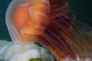 Jellyfish lion grzywa, ona - moisy cyan Jellyfish lion grzywa, ona - moisy cyan